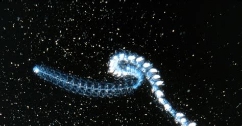 8 Beautiful Bioluminescent Creatures From the Sea | WIRED