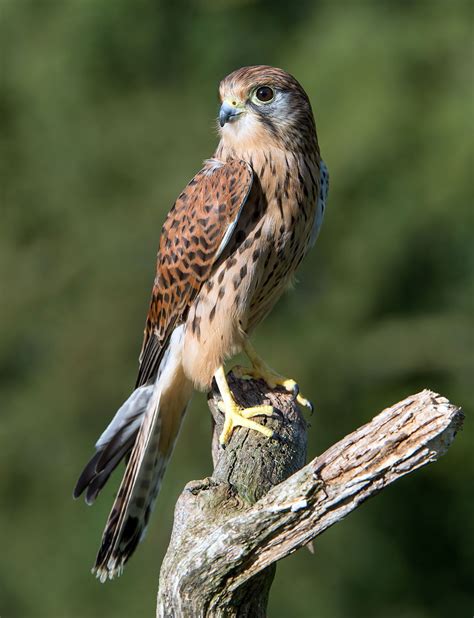 Falcon | Bird of Prey, Hunting & Migration | Britannica