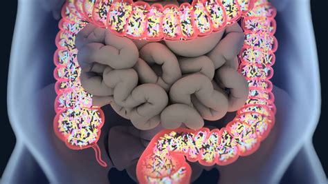 The human microbiome, explained: How bad science and junky diets gave ...