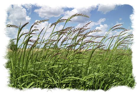 Prairie Grass Photograph by Scott Kingery