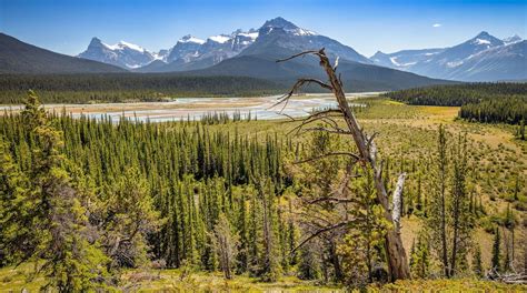 Visit Saskatchewan River Crossing: 2024 Travel Guide for Saskatchewan River Crossing, Alberta ...