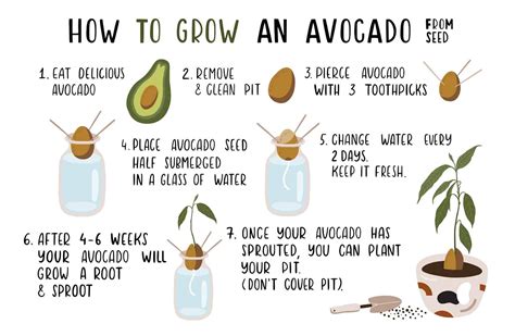 7 Easy Steps on How to Grow Avocado from Seed - Hort Zone