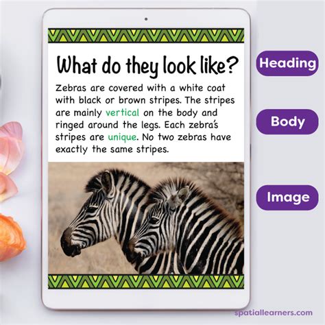 Zebras | Basic Facts About Zebras | Science - SPATIAL LEARNERS