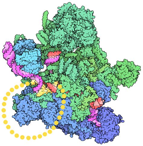 PDB-101: Molecule of the Month: Spliceosomes