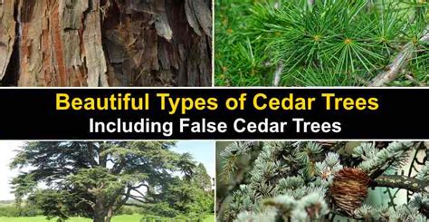 Types of Cedar Trees with Identification Guide (Pictures, and Name)