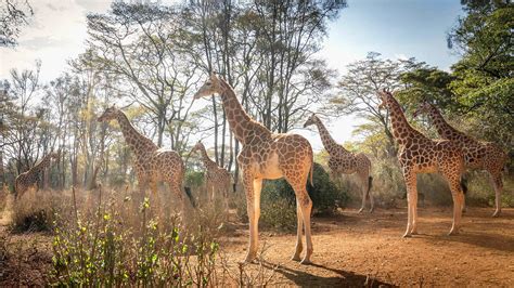 Nairobi National park - Professional Safari Africa