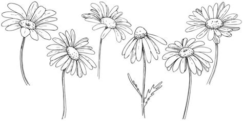 Daisy Drawing Images – Browse 385,186 Stock Photos, Vectors, and Video | Adobe Stock