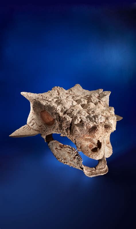 Amazing fossils at Heritage Auctions Natural History auction, May 20 ...