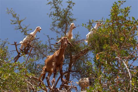 Argan Tree Climbing Goats of Morocco