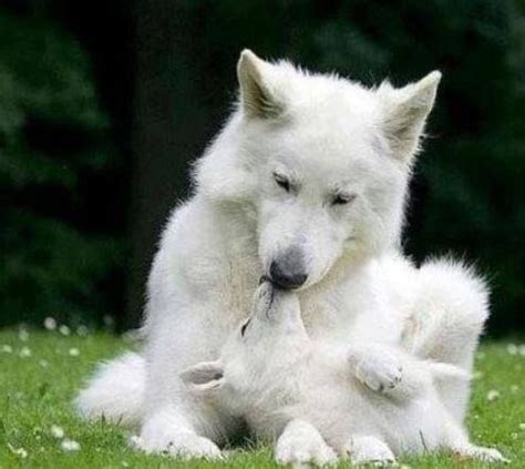 Arctic Wolf Newborn Pups