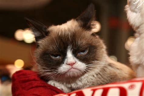 9 Best Grumpy Cat Memes