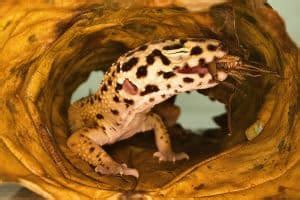 Leopard Gecko Eye Infection (Causes and Treatment)