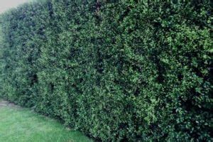 How To Prune Pittosporum Hedges - Urban Garden Gal