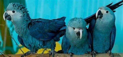 How many blue macaws are left? - How Birds