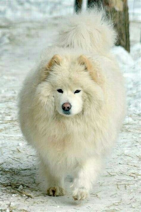 New Dog That Look Like A Polar Bear