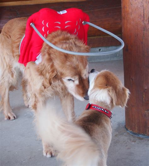 These wings and halo help my blind dog 'see' - Dr. Marty Becker