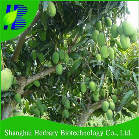 High Yield Mango Tree Seeds For Growing - Buy Mango Tree Seed For Growing,Mango Seed,Tropical ...