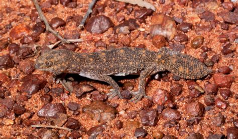 New gecko species discovered in Queensland - Australian Geographic