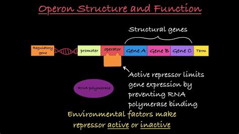 Operons Explained - YouTube