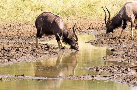 Nyala Hunting | 60+ Species Available for Hunt | Ox Ranch - Texas