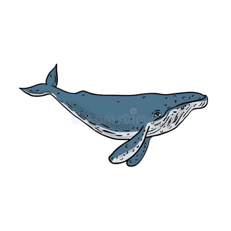 Whale Humpback Stock Illustrations – 7,004 Whale Humpback Stock Illustrations, Vectors & Clipart ...