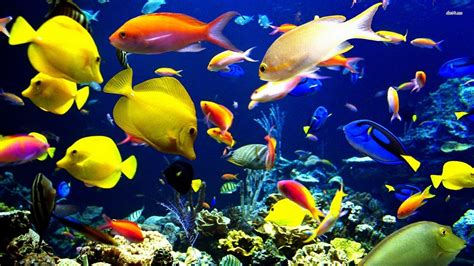 Saltwater Fish Wallpaper (58+ images)