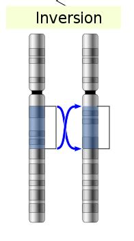 Inverse Mutation | Definition, Types & Examples - Lesson | Study.com