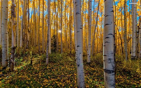 Aspen Tree Wallpaper (54+ images)