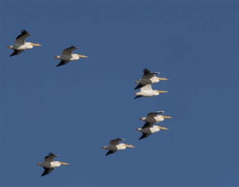 7 Birds That Fly in V Formation - Sonoma Birding