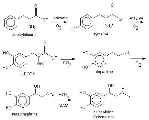 Phenylalanine - wikidoc