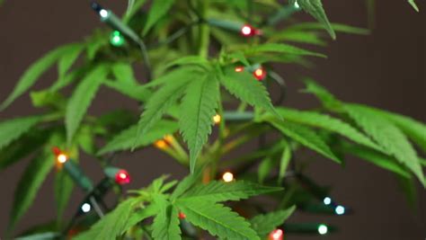 Marijuana Christmas Tree Decorated Cannabis Stock Footage Video (100% Royalty-free) 8848069 ...