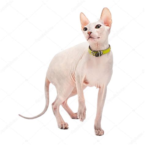 Don Sphynx — Stock Photo © vlad_star #5423724