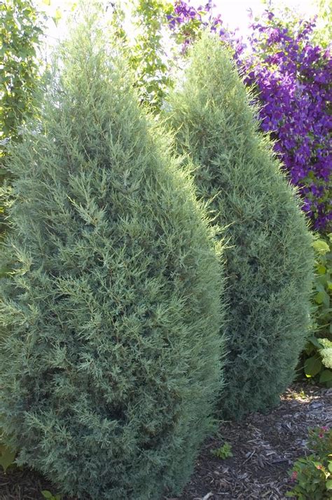 Juniperus scopulorum 'Moonglow' | Moonglow Juniper | Jim Whiting Nursery