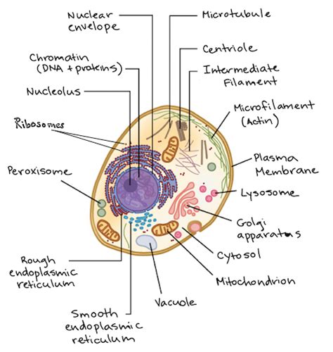 Eukaryotic Cell Structure And Function Chart