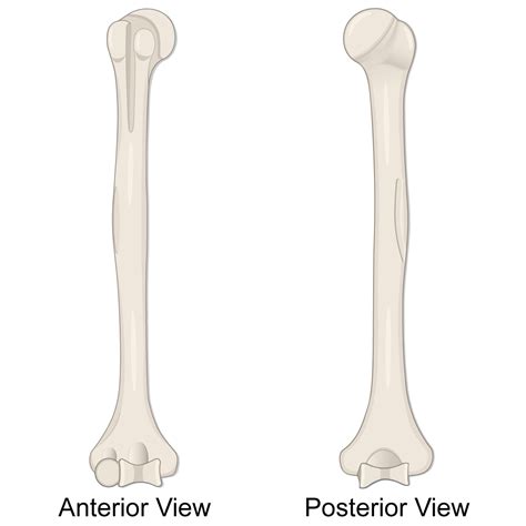 Humerus Bone (Lesson) – Human Bio Media