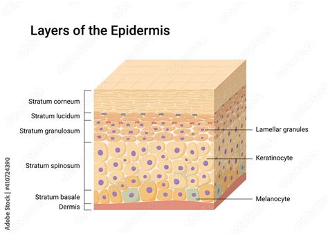 Layers Of Epidermis