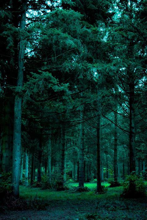 Aesthetic Dark Green Forest ~ Aesthetic Forest Hd Wallpapers | wallpaperlist