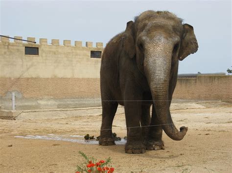 Elephant - Auto Safari Zoo (Safari Zoo), Sa Coma, Mallorca… | Flickr