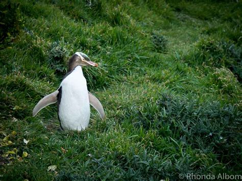 Katiki Point Lighthouse & Other Spots to See Yellow-Eyed Penguins in NZ