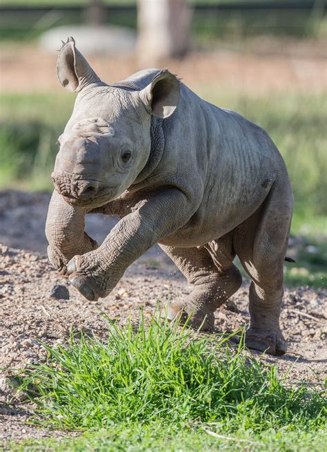 Rhino Babies - What do you Call a Baby Rhino? - Rhino Rest