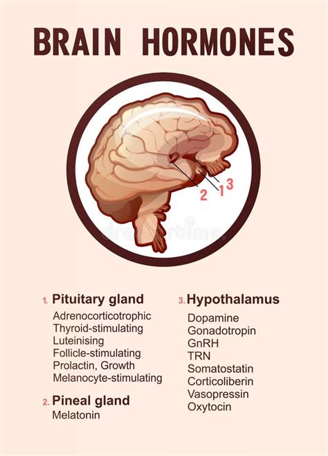 Brain Hormones Icon, Outline Style Stock Vector - Illustration of line, icon: 192852832