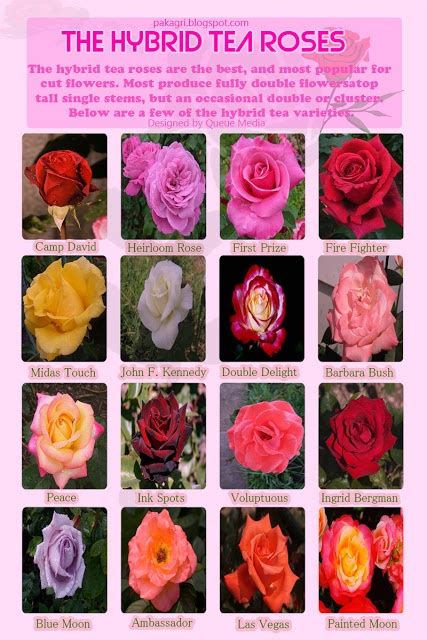 17 Best images about Hybrid tea rose on Pinterest | Shrub roses, Fragrance and Peace