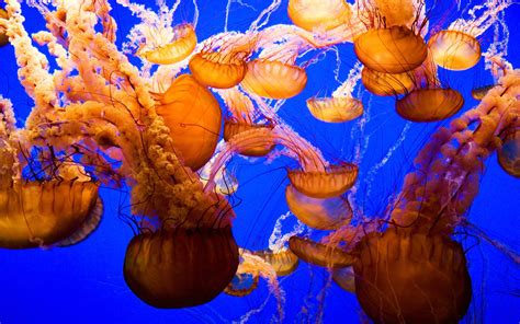 202 Jellyfish HD Wallpapers | Background Images - Wallpaper Abyss