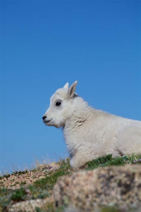 Cute Baby Mountain Goat stock image. Image of young, wildlife - 10064719