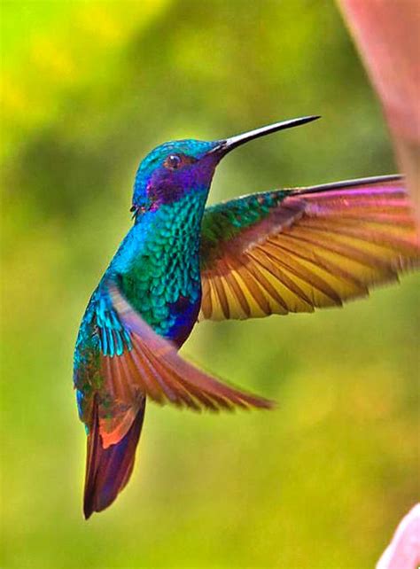 Male Sparkling Violetear (Colibri coruscans). This colorful neotropical hummingbird. (Al ...