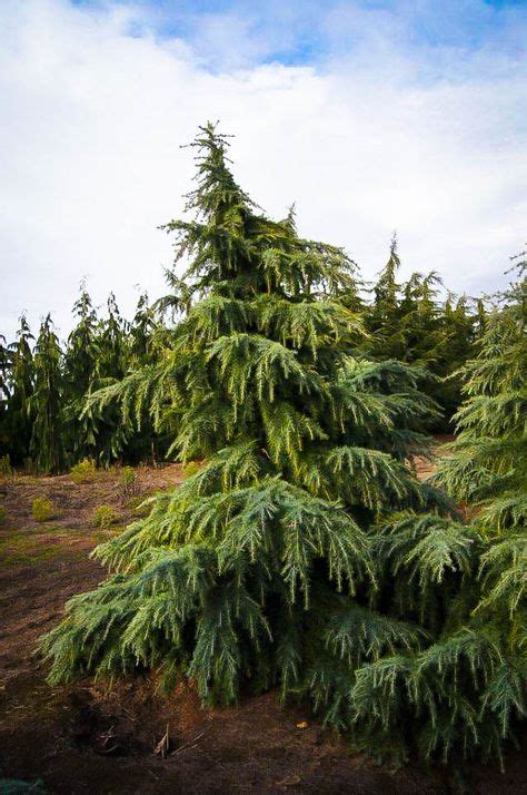 24 Cedar Trees ideas | cedar trees, cedar, plants