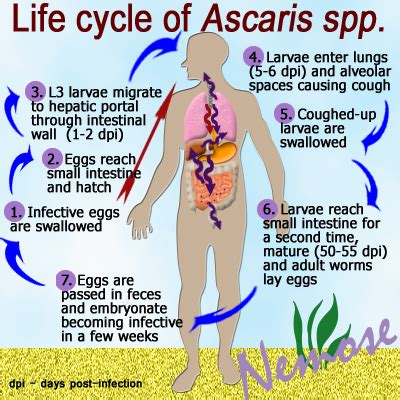 Ascaris Lumbricoides Life Cycle