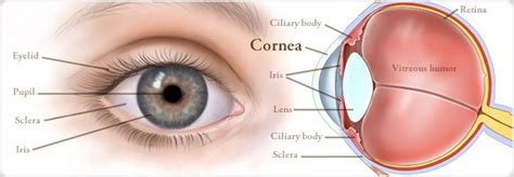 What is Cornea of Eye | Cornea Specialist Dr.Kareeshma Wadia | keratitis