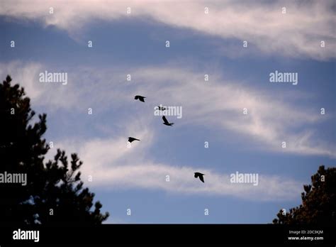 Raven migration hi-res stock photography and images - Alamy