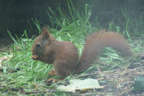 Red Squirrel | British Wildlife Wiki | FANDOM powered by Wikia